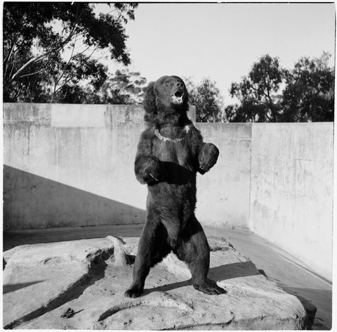 Brown bear standing with mouth open in enclosure at Melbourne Zoo, 1953