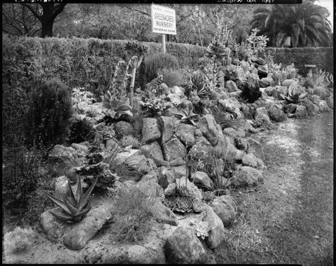 Greenacres Nursery rock wall cacti and succulent plant display, Garden Week 1941, Cheltenham