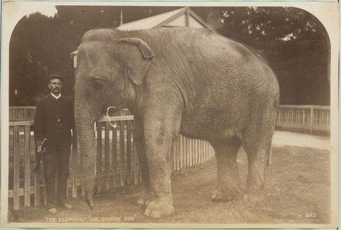 The Elephant 'Melbourne Zoo', 1886–87