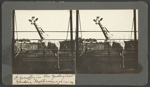 A Giraffe, in the Zoological Gardens, Melbourne, 1914
