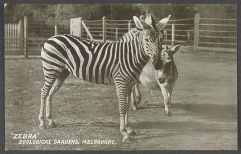 "ZEBRA" ZOOLOGICAL GARDENS, MELBOURNE, c. 1906