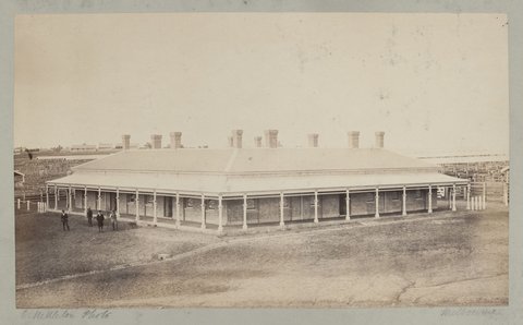 City Cattle Market at Flemington 1875 (2)