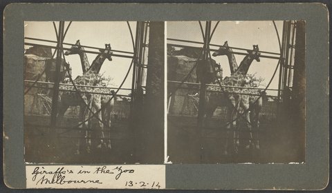 Giraffes in the Zoo, Melbourne, 1914