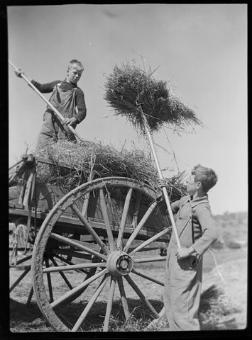 Boys at Northcote Training Farm school, Glenmore, forking hay into a cart, c. 1937