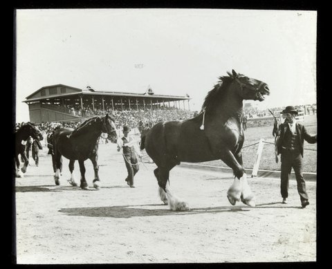 Clydesdales at the Royal Melbourne Show, 1906–14