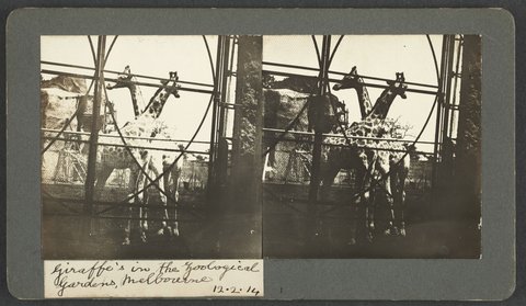 Giraffes in the Zoological Gardens, Melbourne, 1914