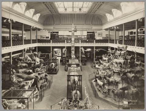 Display of animals in McCoy Hall, National Museum, Melbourne, c. 1910