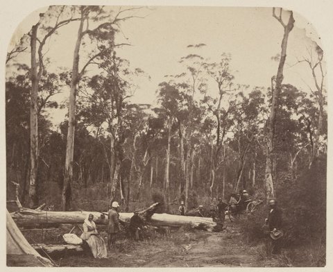 Picnic party. Dandenong Ranges, c. 1860