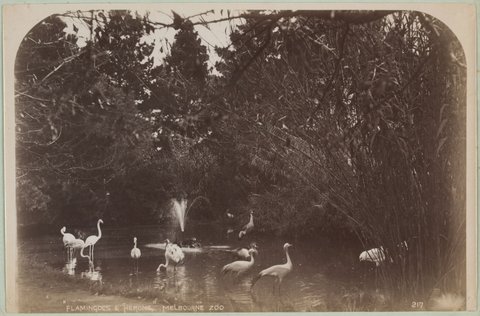 "Flamingoes and Herons" Melbourne Zoo, c. 1893