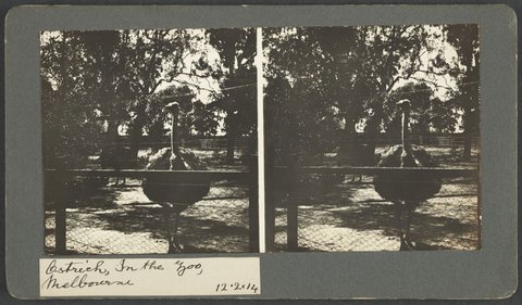 Ostrich, In the Zoo, Melbourne, 1914