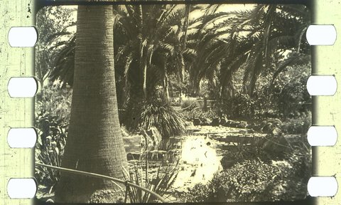 Views of Botanic Gardens at Williamstown Victoria, 1930–34