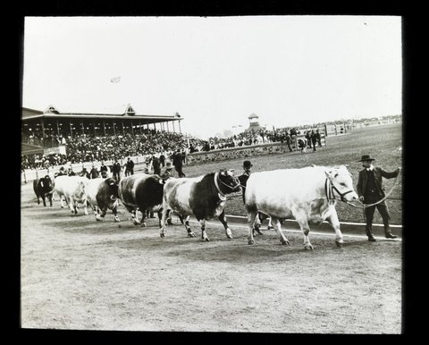 Cattle parade at the Royal Melbourne Show, 1906–14