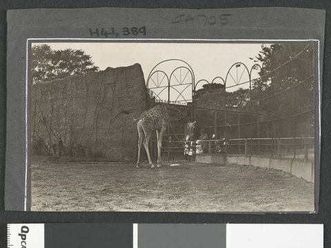 Animals at the Royal Melbourne Zoo, 1921