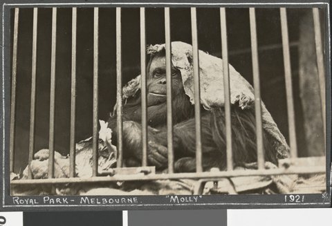 Animals at the Royal Melbourne Zoo, 1921