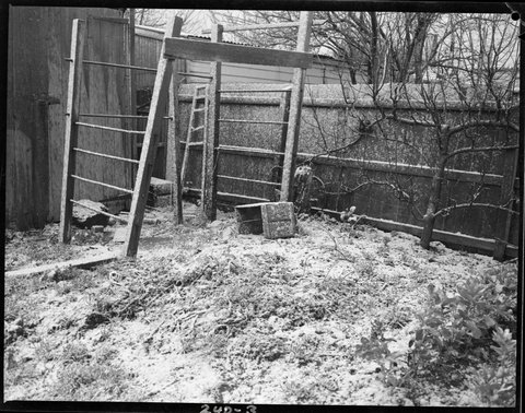 Snowfall in suburban Melbourne. Home of Alan Cannon, Caulfield, Melbourne, 1951
