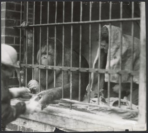Chimpanzees and other primates at Melbourne Zoo, 1929–50