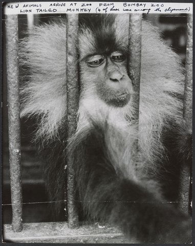 Chimpanzees and other primates at Melbourne Zoo, 1929–50