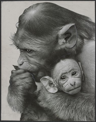 Chimpanzees and other primates at Melbourne Zoo, 1929–50