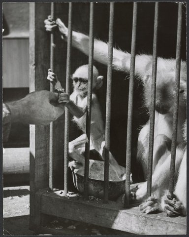 Chimpanzees and other primates at Melbourne Zoo, 1929–50