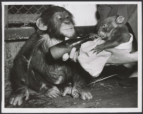 Chimpanzees and other primates at Melbourne Zoo, 1929–50