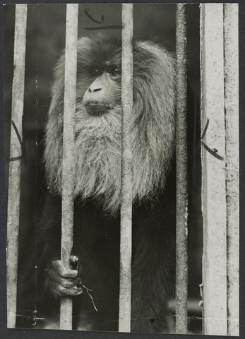 Chimpanzees and other primates at Melbourne Zoo, 1929–50