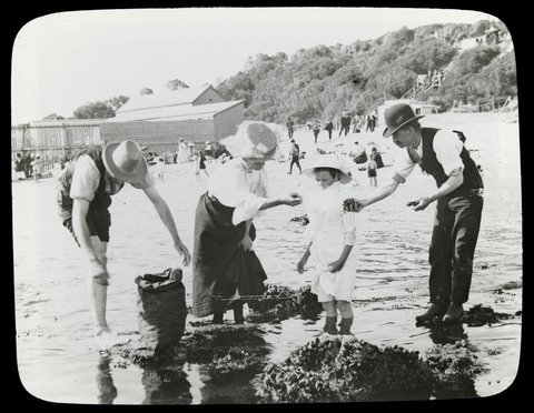 Collecting mussels, Sandringham, 1906–14