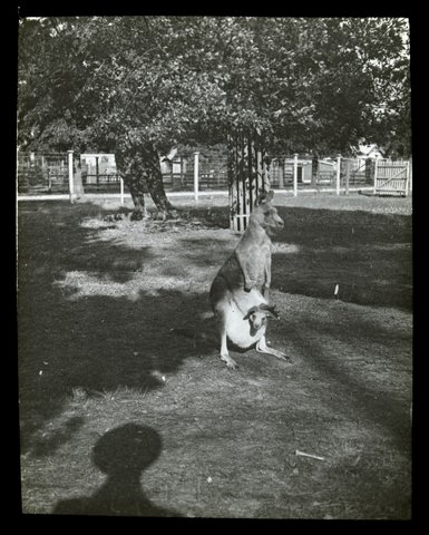Kangaroo in Melb. [i.e. Melbourne] Zoo, 1900–05