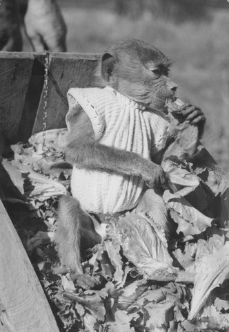 Chimpanzees and other primates at Australian zoos, mainly Melbourne zoo, 1937–54