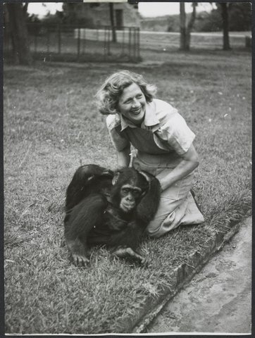 Chimpanzees and other primates at Melbourne Zoo, 1929–50