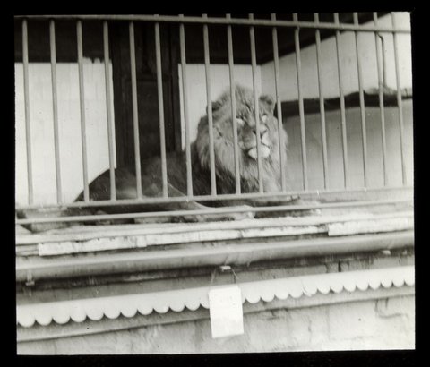 Lion in a cage at the Melbourne Zoo, 1906–14