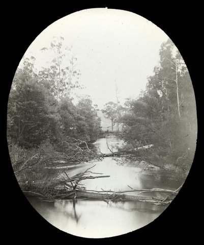 Fallen trees in the Yarra River, country Victoria, 1909