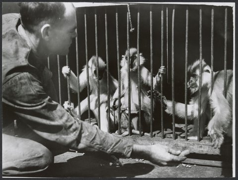 Chimpanzees and other primates at Australian zoos, mainly Melbourne zoo, 1937–54