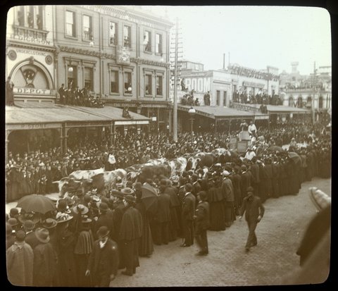 Bullock Team Jubilee Procession, Melb. 1897