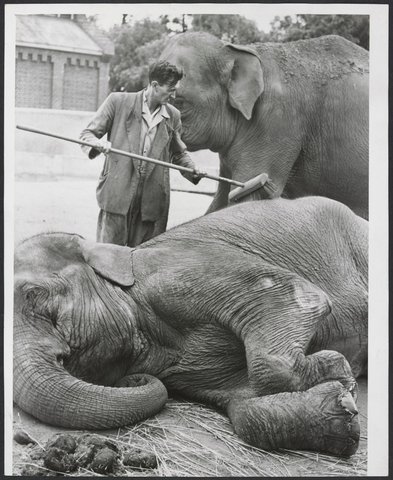 Peggy, the Melbourne Zoo elephant being given a pedicure and brush by keeper Carl Mackaway, 1949–54