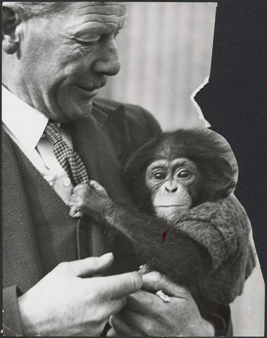 Chimpanzees and other primates at Australian zoos, mainly Melbourne zoo, 1937–54