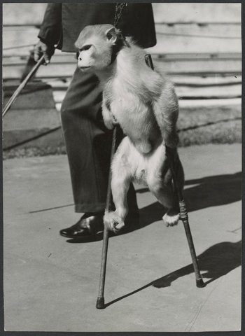 Chimpanzees and other primates at Australian zoos, mainly Melbourne zoo, 1937–54