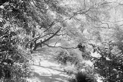 Path in Royal Botanic Gardens, Melbourne, 1954
