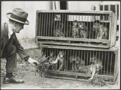 Chimpanzees and other primates at Australian zoos, mainly Melbourne zoo, 1937–54