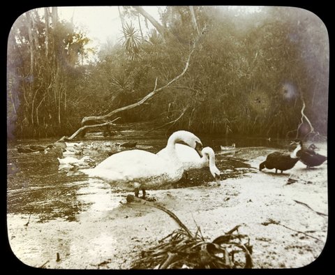 On lagoon, Botanical Gardens, Melbourne, 1875–1938