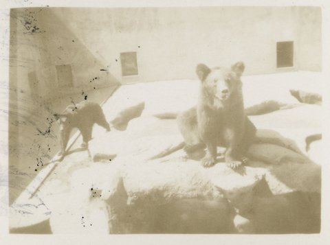 Zoo Melbourne, 1939–45
