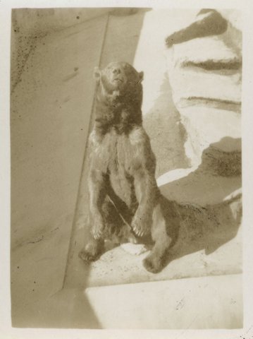 Zoo Melbourne, 1939–45