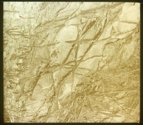 Ferruginous concretions, Heyington cutting, Toorak, 1875–1938