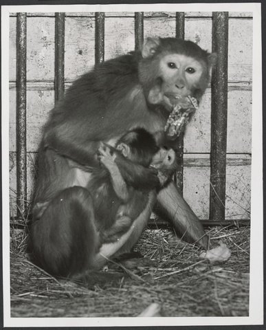 Chimpanzees and other primates at Melbourne Zoo, 1929–50