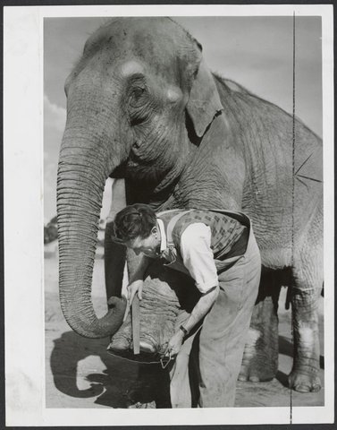 Peggy, the Melbourne Zoo elephant being given a pedicure and brush by keeper Carl Mackaway, 1949–54