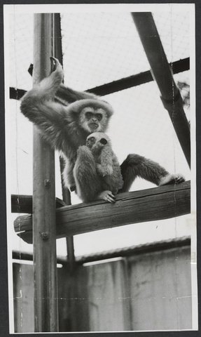 Chimpanzees and other primates at Melbourne Zoo, 1929–50