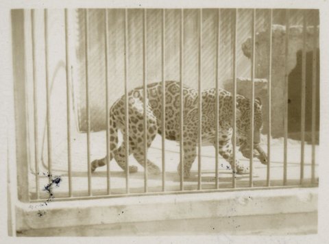 Zoo Melbourne, 1939–45
