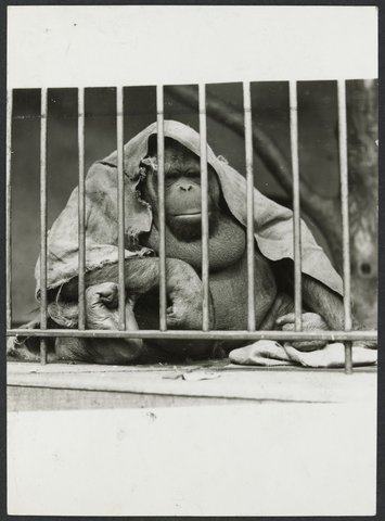 Chimpanzees and other primates at Australian zoos, mainly Melbourne zoo, 1937–54