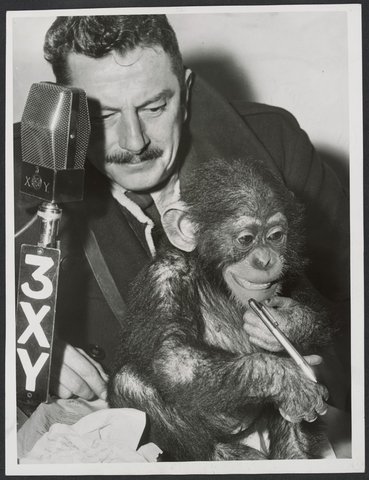 Chimpanzees and other primates at Australian zoos, mainly Melbourne zoo, 1937–54