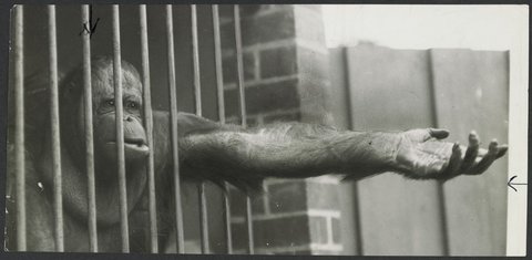 Chimpanzees and other primates at Australian zoos, mainly Melbourne zoo, 1937–54