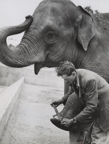 Peggy, the Melbourne Zoo elephant being given a pedicure and brush by keeper Carl Mackaway, 1949–54